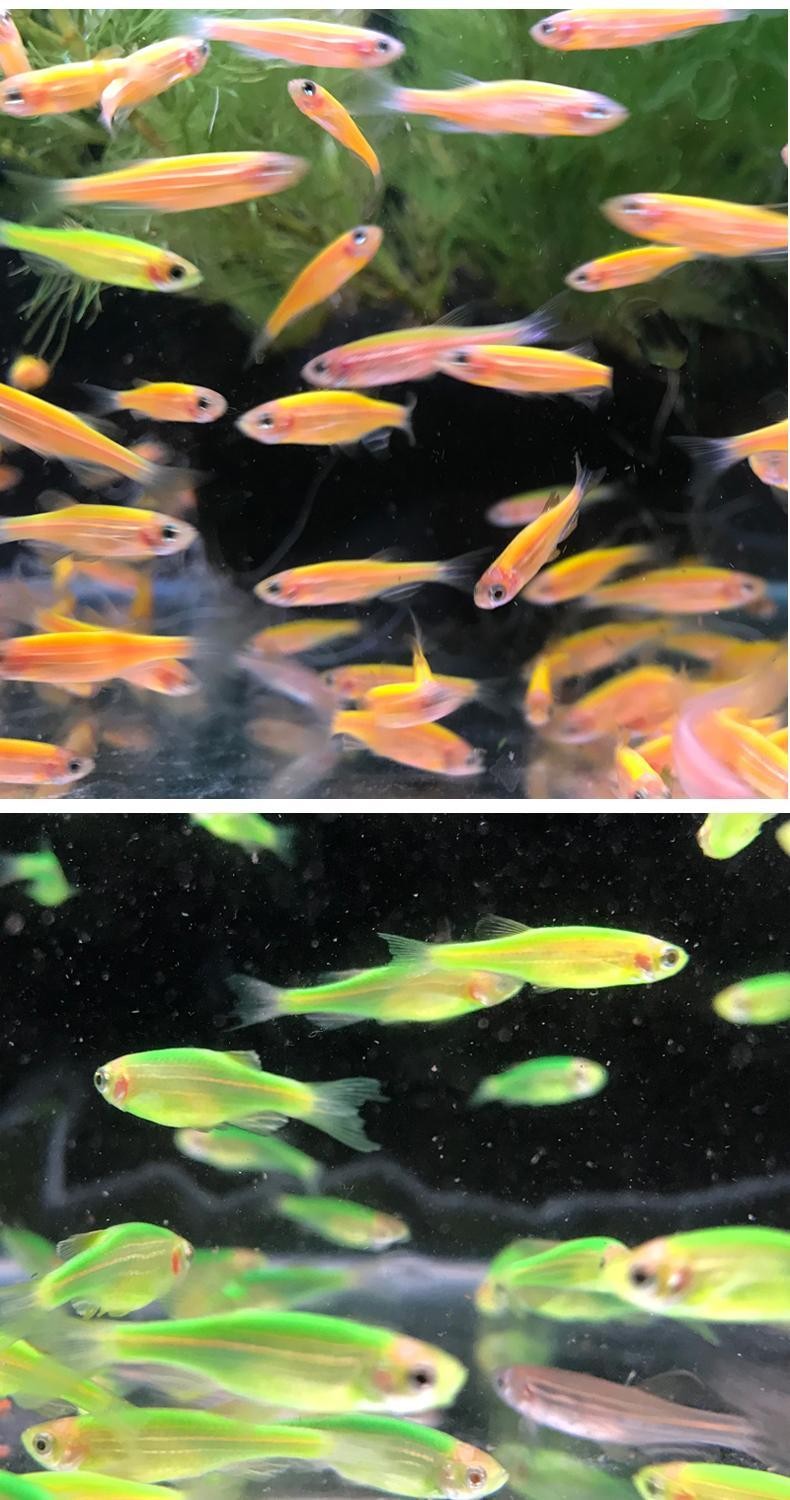 博晟洋热带观赏鱼斑马鱼米奇鱼胎生鱼金苔鼠荧光群游小型鱼淡水耐活好