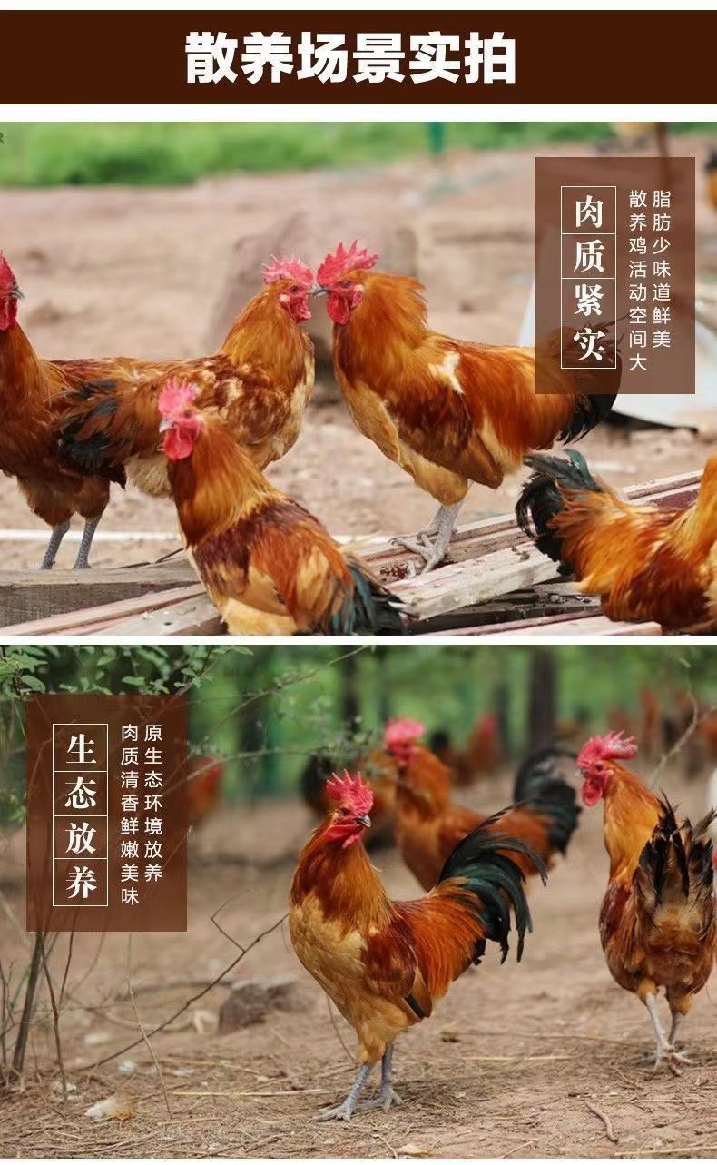 公鸡黑腿黑爪大公鸡正宗跑山公鸡新鲜整只笨鸡走地鸡跑山鸡正宗黑脚跑