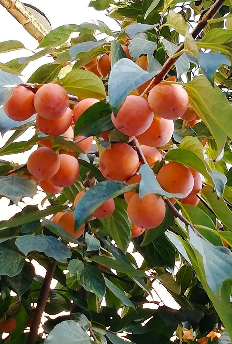 果亦橙陕西西安特产火晶柿子火罐甜软野生新鲜水果蜜柿过年送礼送人