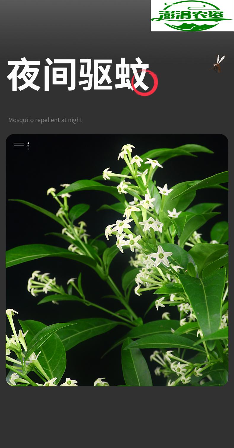 阳台室内外驱蚊绿植四季好养 鱼七秒 4年苗-夜来香【原盆】不定期开花