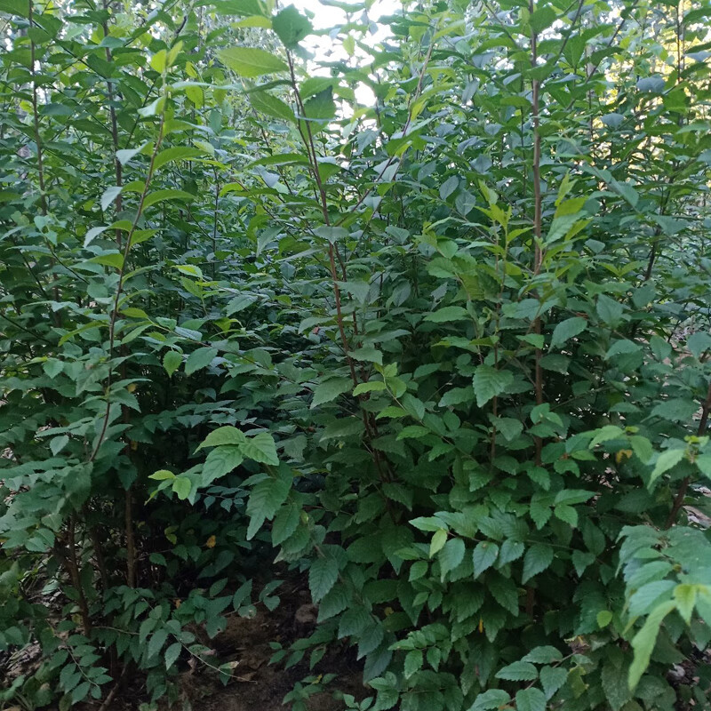 正宗食用野榆树苗榆树小苗白榆家榆榆钱树别墅庭院绿化工程树 粗2-3cm