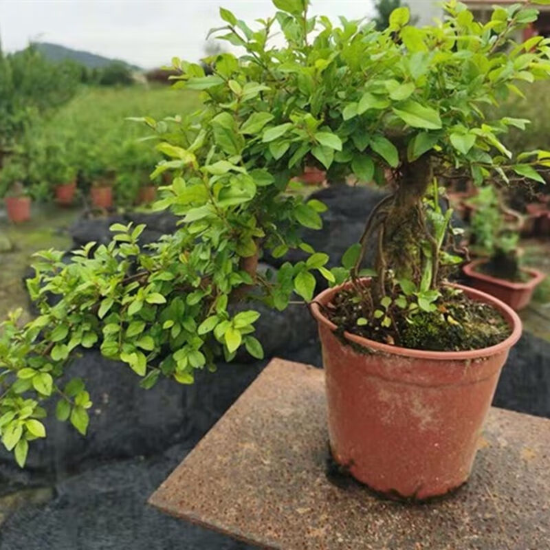 小葉紅芽雀梅懸崖盆景羅漢松白蠟福建茶金邊六月雪胡椒木懸崖造型