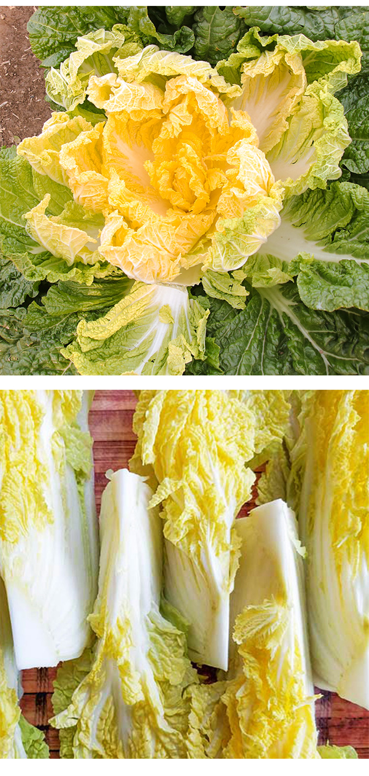 正宗金满地秋季黄心大白菜籽四季菜籽菜种高产鸡蛋黄蔬菜种孑秋籽四季