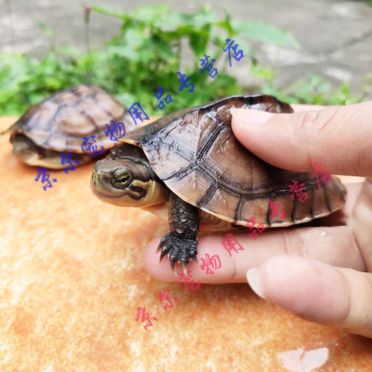 天弗南石活体龟观赏长寿情侣龟小青龟苗宠物小乌龟活物78厘米石100克