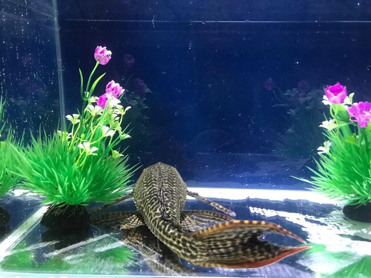 【京选好物】活体大尺寸清道夫鱼淡水鱼缸清洁工专吃鱼粪除藻净化水质