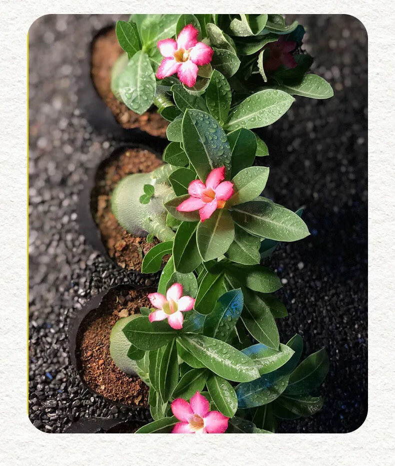 沙漠玫瑰盆栽5年老桩四季开花好养室内阳台花卉绿植盆景多肉多色当年