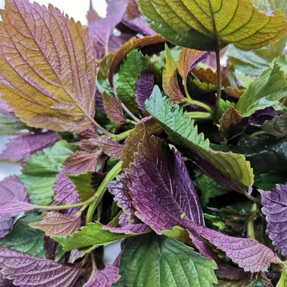 广西新鲜紫苏叶红苏香料理鱼生提香去腥佐料带杆发货不是北方苏子半斤