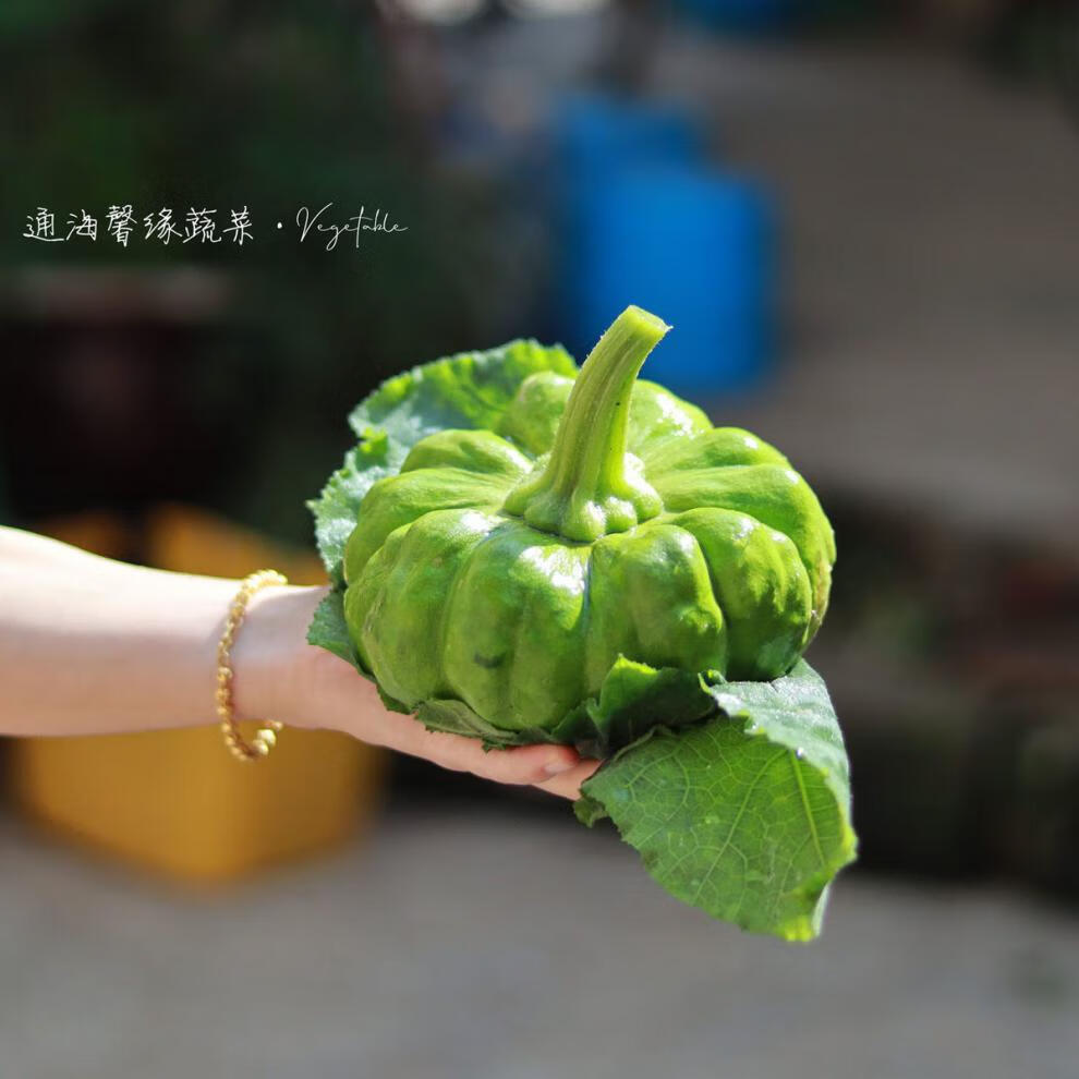 云南农家自种新鲜蔬菜姜柄瓜新鲜小瓜小面瓜迷你南瓜现摘3斤标准装