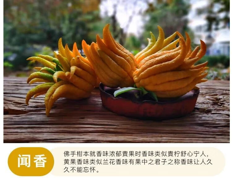 精品绿植现剪现发新鲜果带枝水养金华佛手观赏摆件闻香香橼佛手柑青果