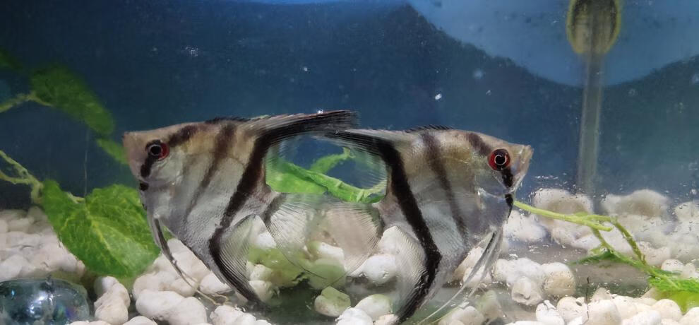 族萃神仙鱼热带观赏燕鱼秘鲁蓝魔群游中小型淡水七彩鱼苗活体宠物透明