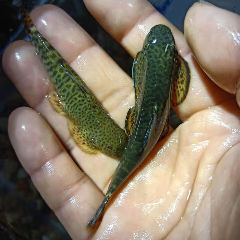 爬岩鳅 琵琶鱼原生垃圾小型常年不加温观赏鱼 双吸盘吸鳅 1条装小的