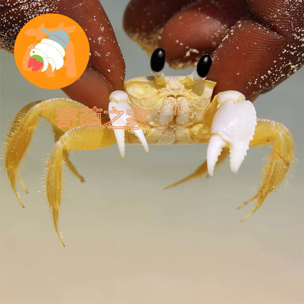 荣郁 中华沙蟹可爱大眼睛寄居蟹混养小螃蟹懒人桌宠易养 大沙蟹【图片