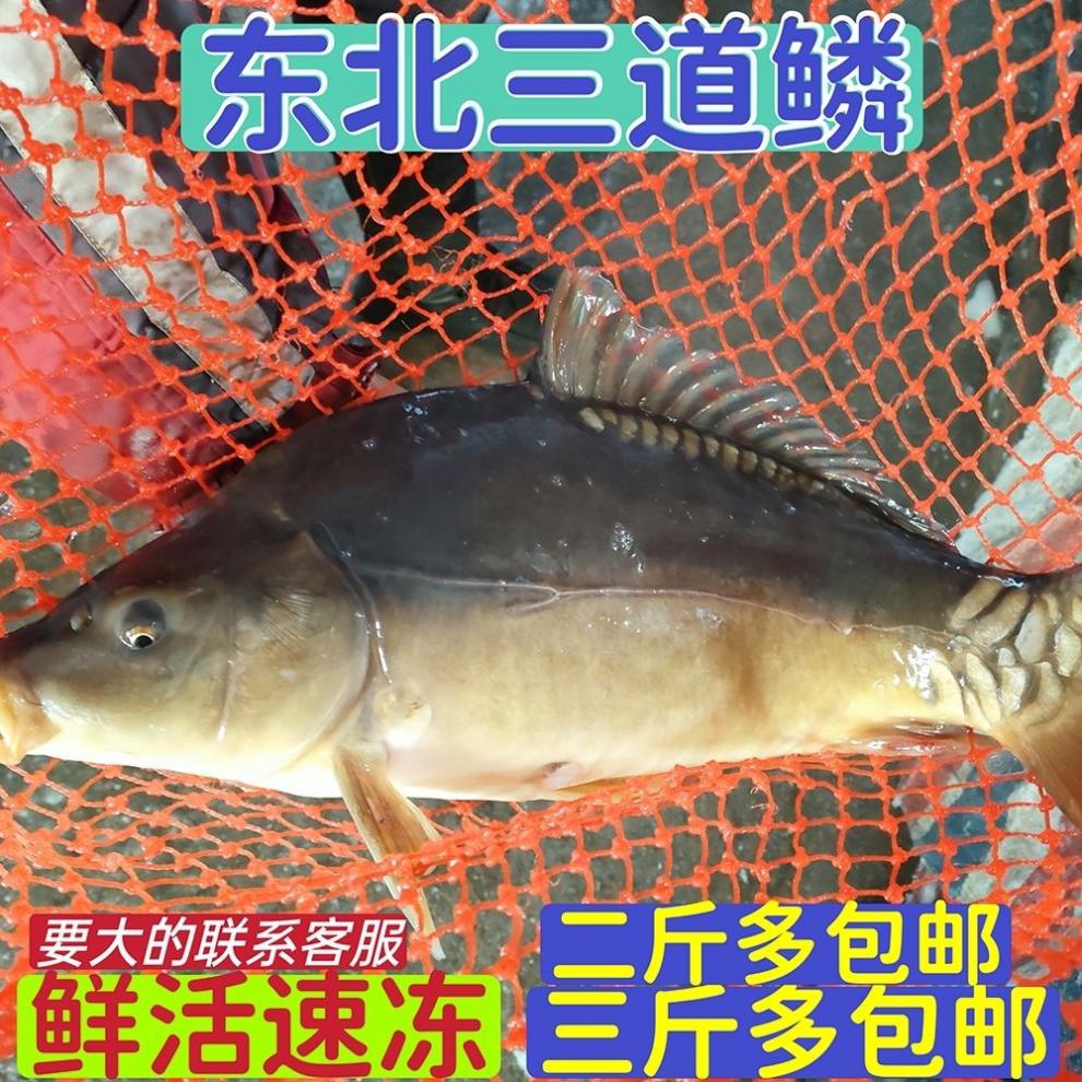 lism黑龙江鲜活速冻三道鳞无磷鲤鱼松花江鱼东北年夜饭专用鱼冷冻 三