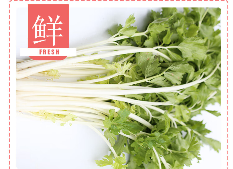 现摘现发四川白芹菜白香芹新鲜土芹菜小香芹当季水芹炒菜食用四川农家