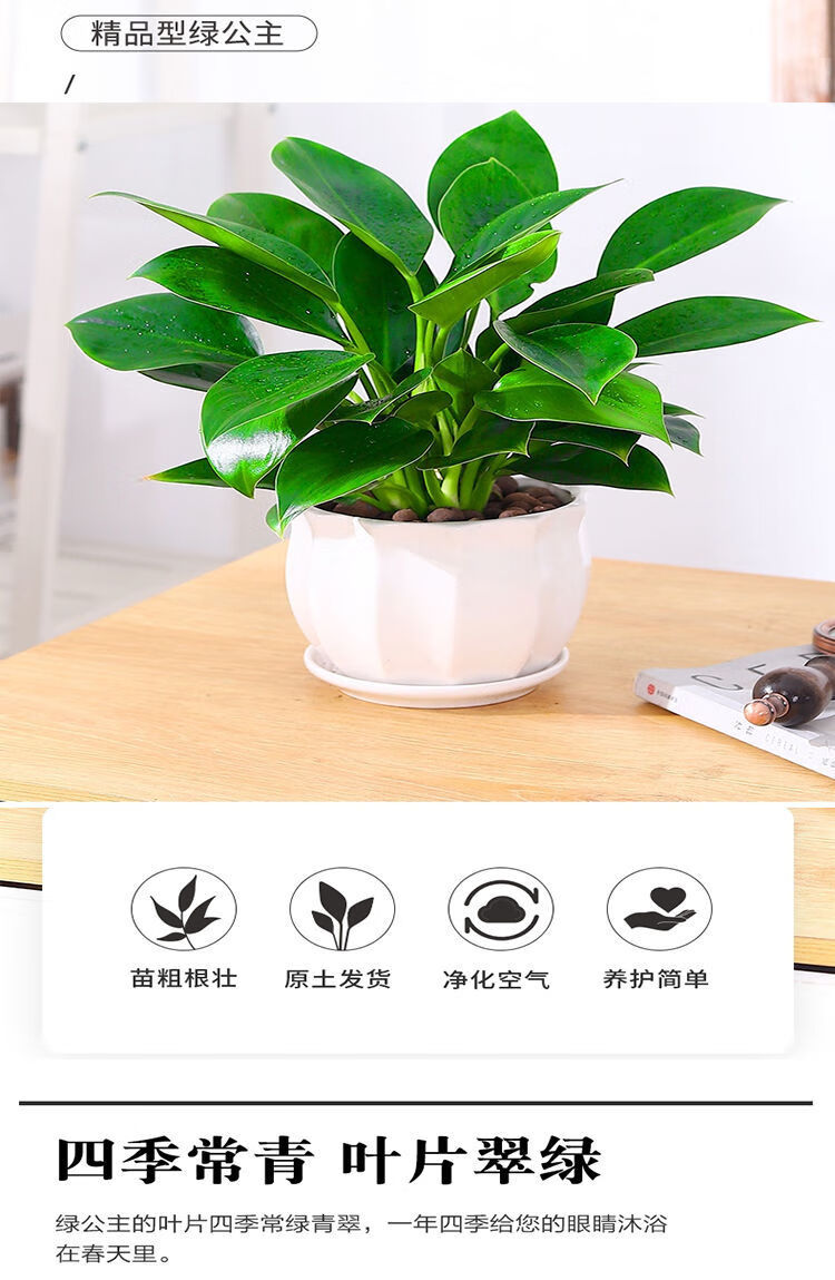 绿公主盆栽大叶金钻办公室内绿植植物四季常青吸甲醛好养花卉大叶金钻