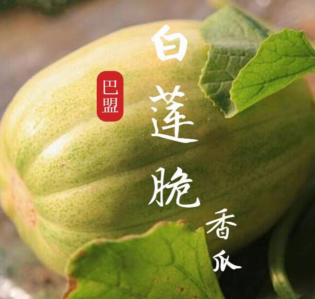 【巴盟直发-顺丰空运】内蒙巴盟香瓜 甜瓜 新鲜当季五原特产白莲脆 应