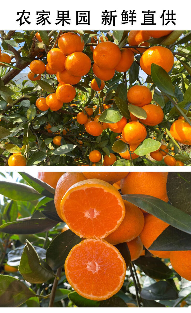 临海涌泉蜜桔新鲜橘子10斤水果浙江台州黄岩蜜橘无籽早熟桔子 5斤(含