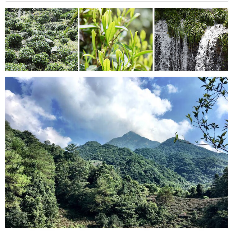 莫问茶号新茶特三级祁门红茶功夫茶255克