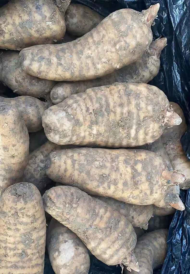 新鲜红天麻贵州深山现挖大方活天麻500g仿野生 红天麻500g【图片 价格