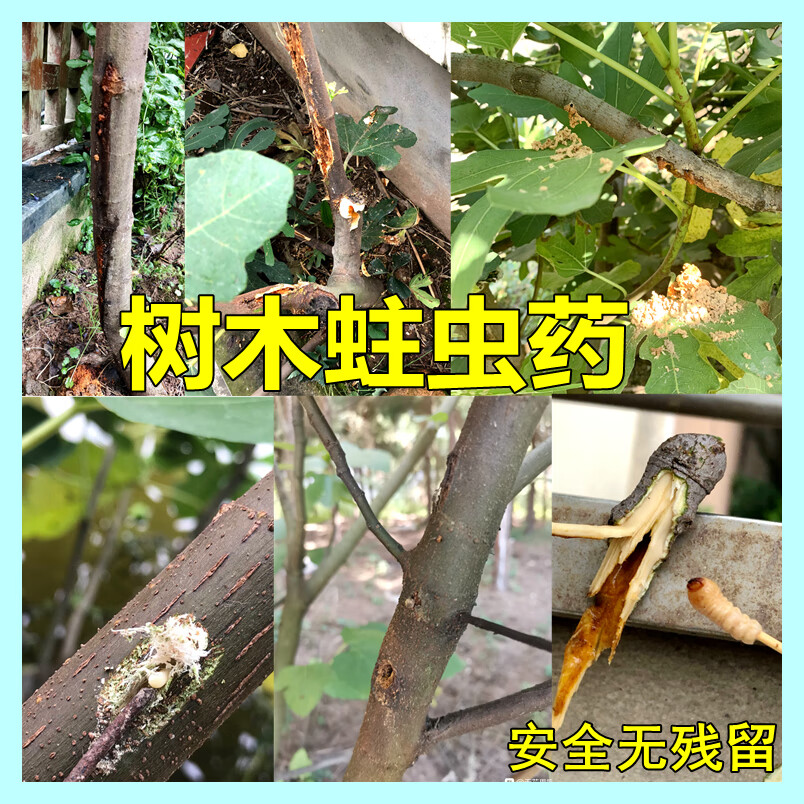 蛀木蟲藥果樹鑽心蟲蛀木蛀幹杆蟲藥桔橘子葡萄無花果