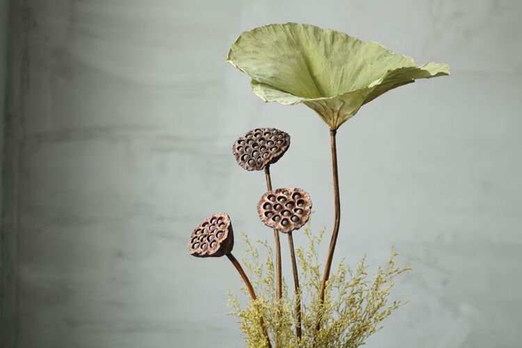 装饰天然摆件带籽干荷花长杆真杆莲蓬干花花束客厅摆设 荷叶 荷花套装