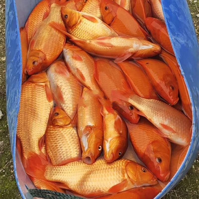 鲤鱼苗鲤鱼苗淡水活体原食用观赏红草金鱼苗锦鲤荷包红鲤鱼1条810厘米