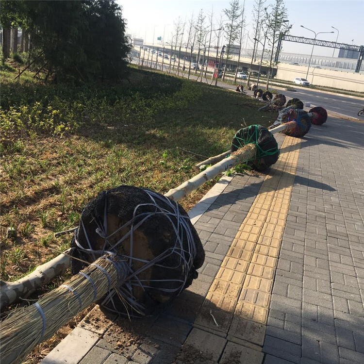 布条红色绳捆绑打包扎口尼龙绳手工编制花色拉枝捆土球值蓝色纯蓝5斤