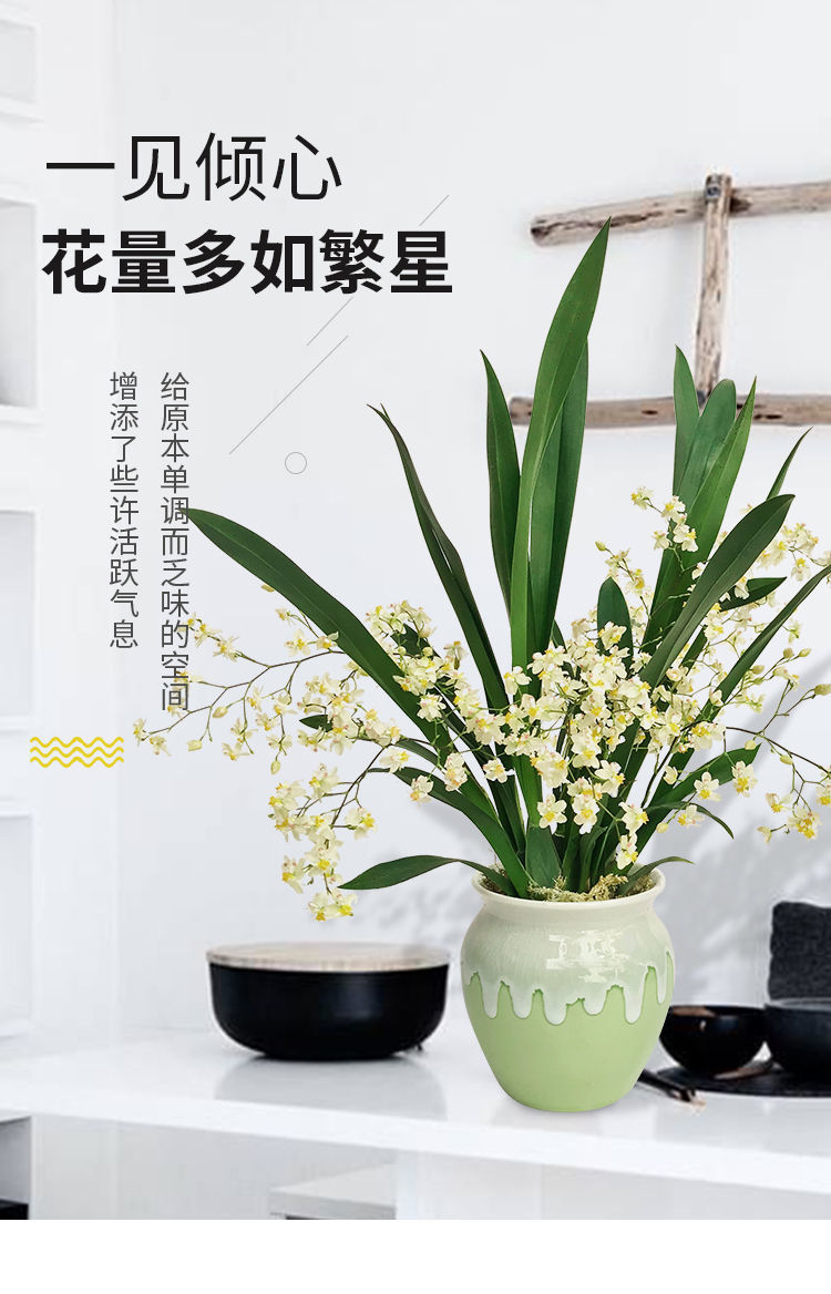 文心兰水培洋兰跳舞兰迷你香水兰花苗室内花卉盆栽浓香冬季带花红黄粉