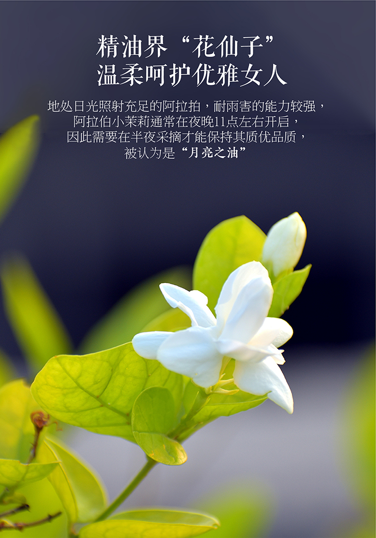 官方旗舰静芙jimvo阿拉伯小茉莉纯露花水亮肤收敛毛孔润肤补水保湿