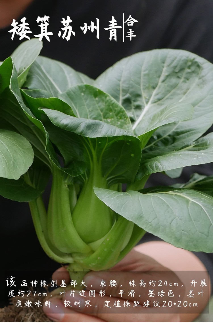 农之子 矮脚苏州青油菜种子矮箕黑叶蔬菜特矮苏州青菜种 苏冠221种子