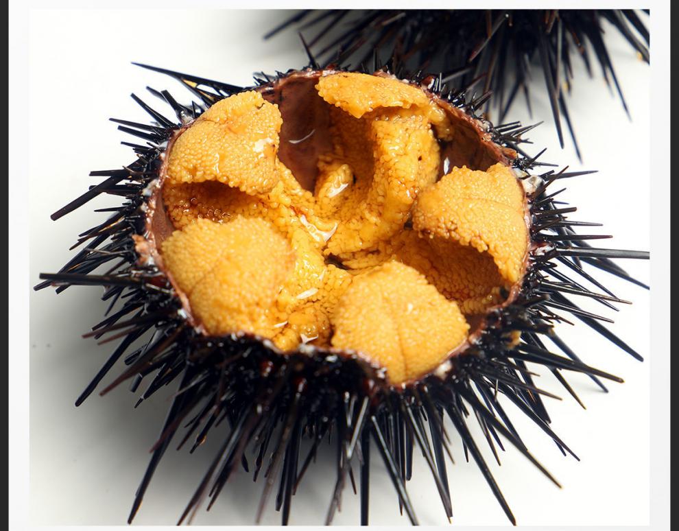 紫海胆新鲜马粪海胆鲜活黄胆刺锅即食刺身水产生鲜 索维奥 1斤尝鲜装