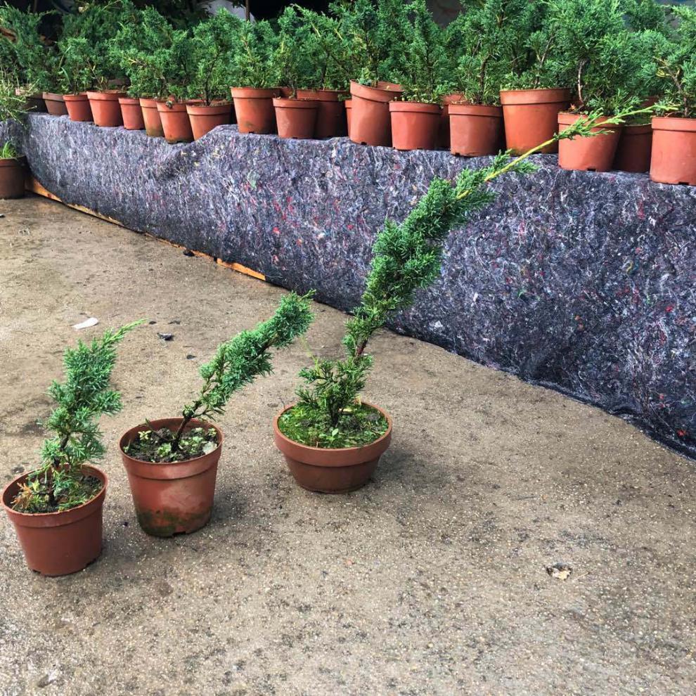 济州真柏盆景素材日本济州真柏苗绿植盆栽地栽真柏苗一年苗2年苗2530