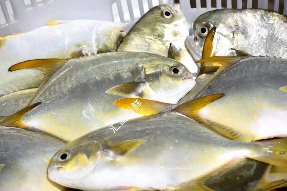 湛江海捕金鲳鱼新鲜活鲜速冻海鱼天然鲳鱼新鲜金仓鱼1条装大号1条1斤