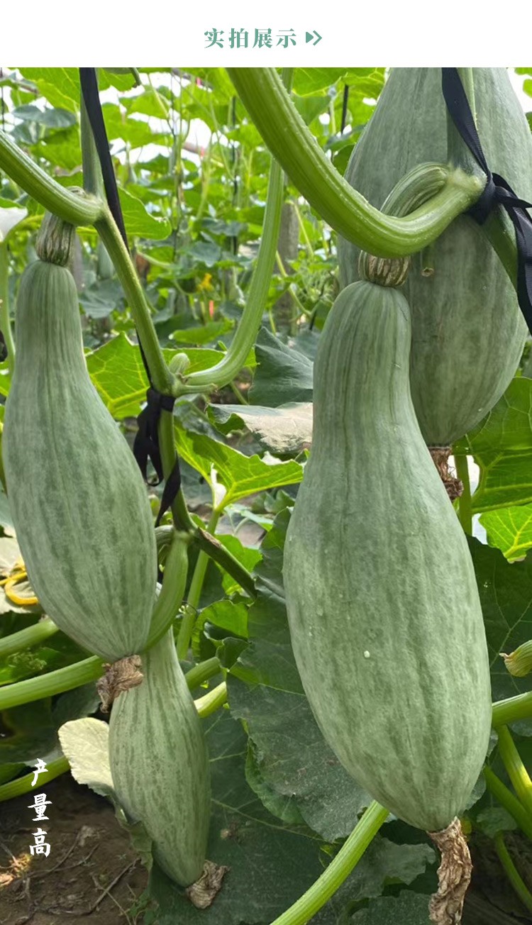 寿禾新疆贵族南瓜种子金丝栗瓜四季蔬菜种籽贵族南瓜金丝栗瓜苗15棵