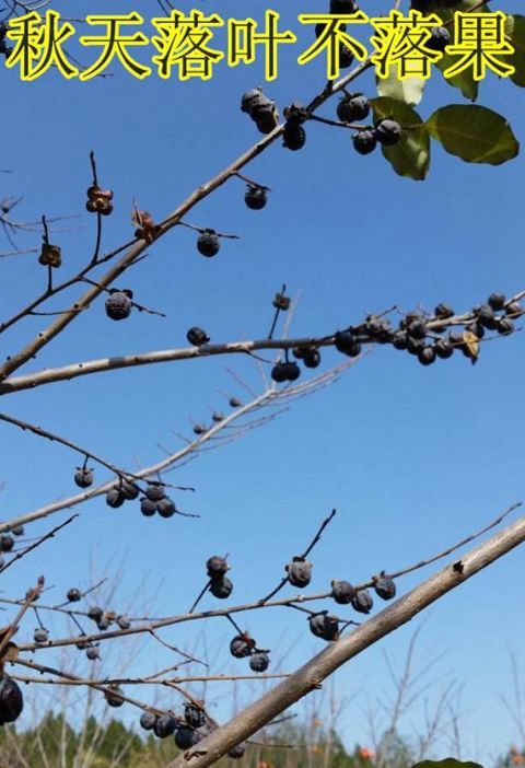 枣树苗又叫君迁子黑枣牛奶柿子苗无核黑枣苗南北方种植当年结果牛奶