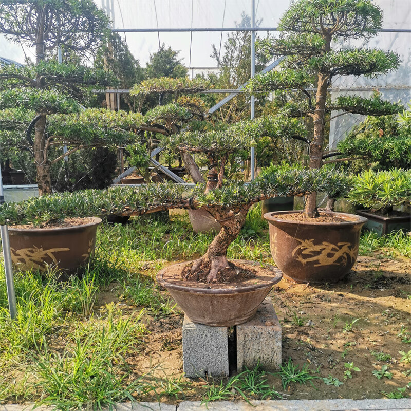 罗汉松造型树迎客松别墅庭院地栽盆景四季常青耐热盆景造型大不含盆