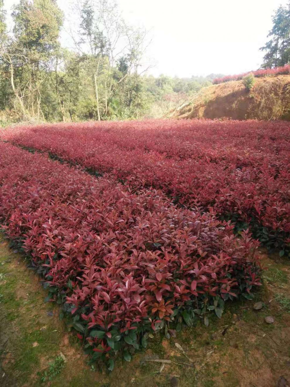 红叶石楠杜鹃红花继木金森女贞30皮工程绿化色块小绿植树苗 金森
