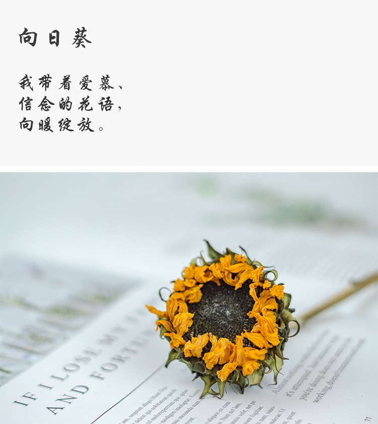 向日葵3支 收藏加购送情人草 干花包