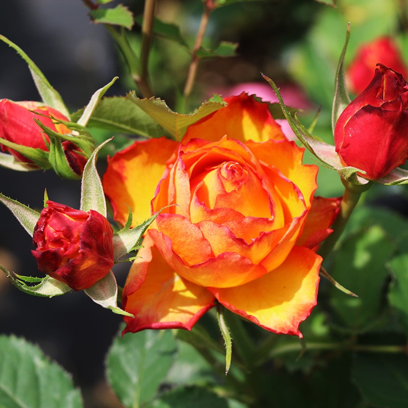 欧洲灌木月季花苗 橘红火焰阳台盆栽庭院地载植物玫瑰花苗开花浓香