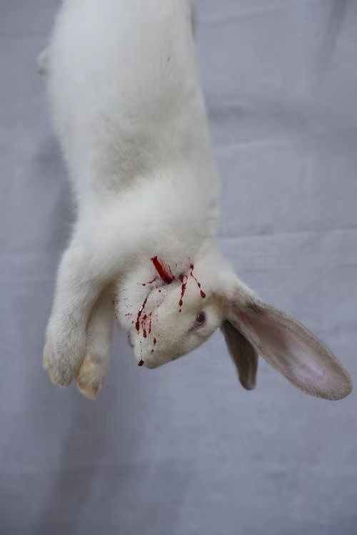 新鲜烫皮兔现杀带皮兔子肉活兔现杀整只冷冻烫皮整只净重3斤以上去皮