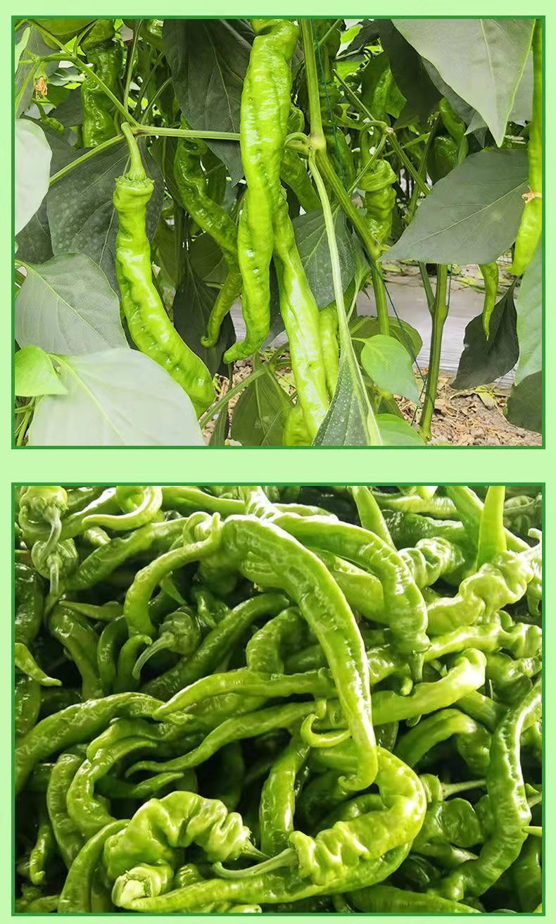 螺丝椒现摘现发新鲜辣椒薄皮螺丝椒香辣皱皮椒二两