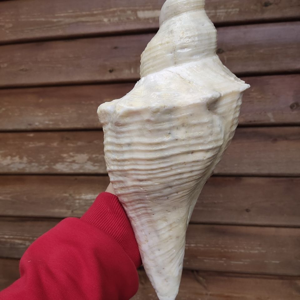 可狄 超大老螺长香螺 海角公角螺 吹响号角 天然贝壳海螺号角 海角公