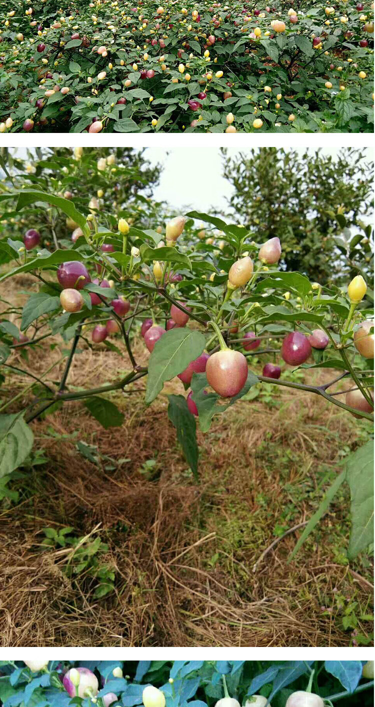 广西特产七彩椒新鲜大果现摘小辣椒五彩椒灯笼椒特产小米椒5斤装 2500