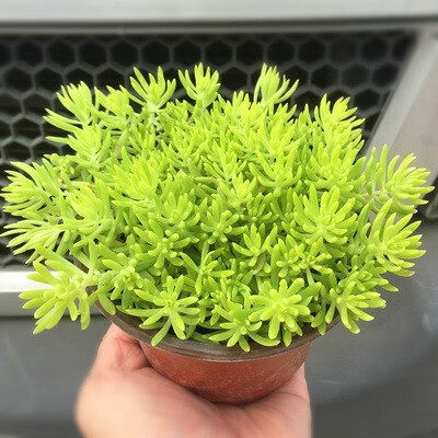 谏仰中华景天垂盆草黄金万年草佛甲草屋顶庭院耐寒耐热旱四季常绿植被
