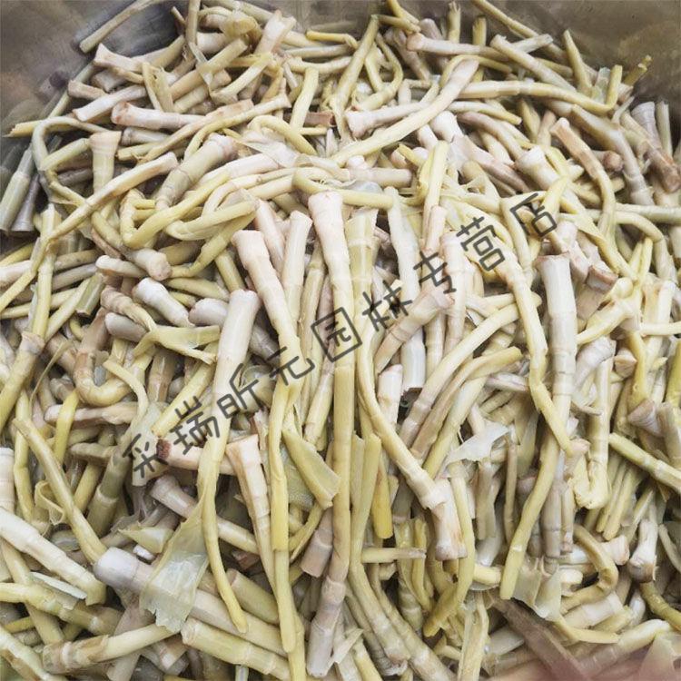 湖南芦笋400g沅江特产南大汇芦苇笋子家乡菜清香好吃盐水芦笋笋子 400