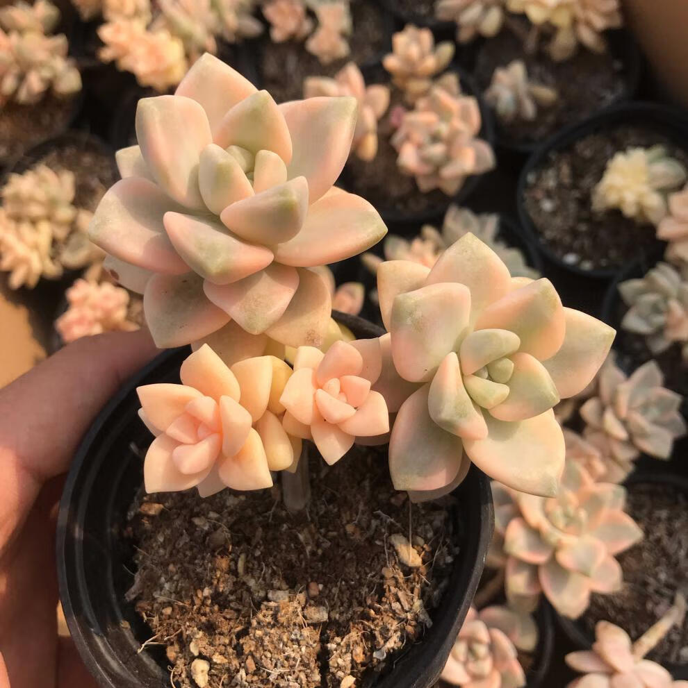 美杏锦老桩多肉群生稀有贵货多头头苗整桩盆栽含盆带土绿植群生35头小