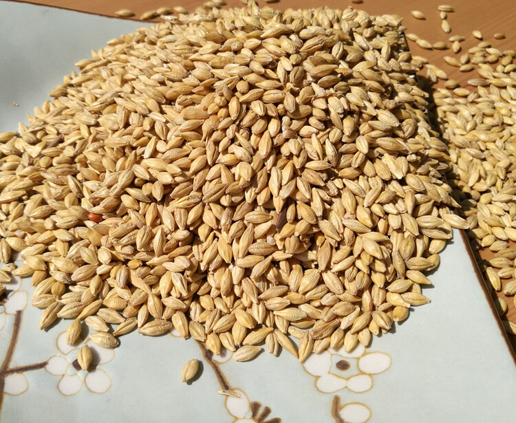 农带壳大麦粒5斤酿酒麦芽糖生大麦苗草种子榨汁炒大麦茶麦子