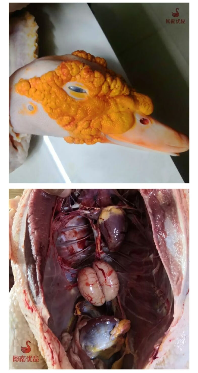 闽南正番鸭三年黄皮老鸭子肉整只红脸土鸭白鸭炖汤整鸭带内脏活体45斤