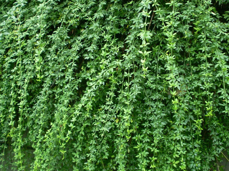 迎春花苗迎春花植物迎春苗迎春花迎春花花苗迎春苗庭院绿化苗1年苗10