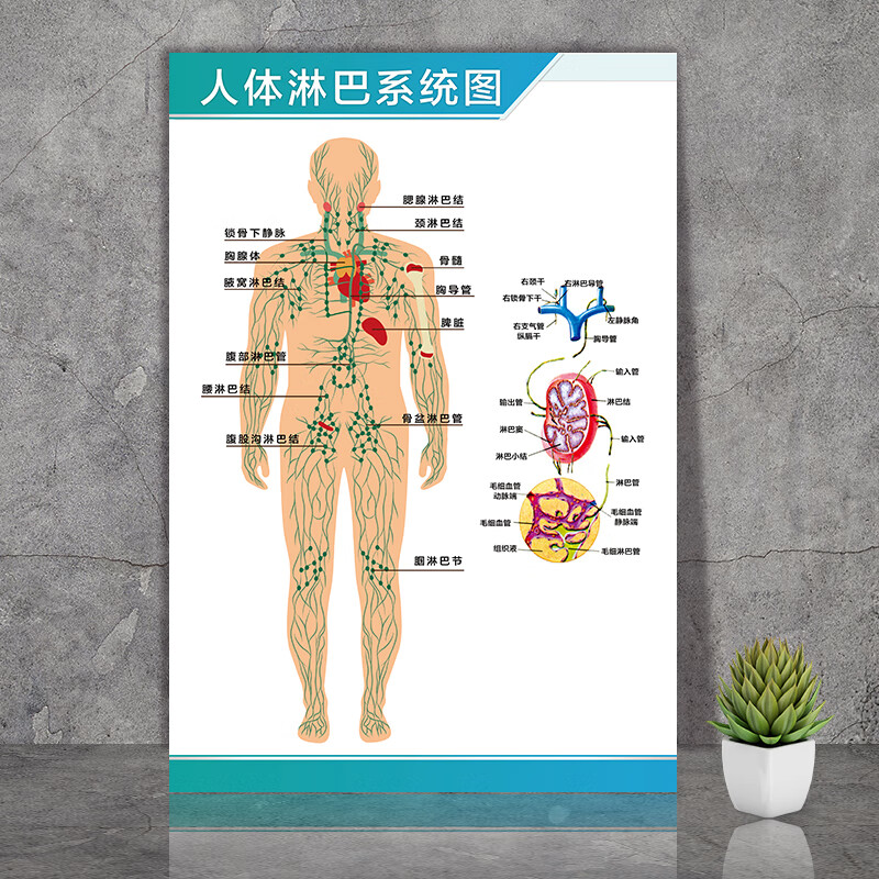 思裕人體解剖彩色學骨骼結構圖神經肌肉五臟六腑淋巴示意解刨器官掛圖